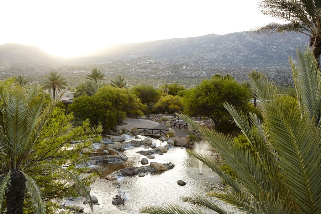 A green oasis in a desert landscape