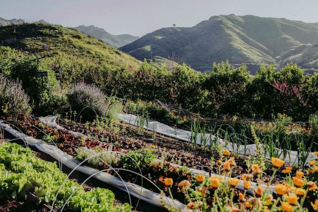 Ranch organic garden