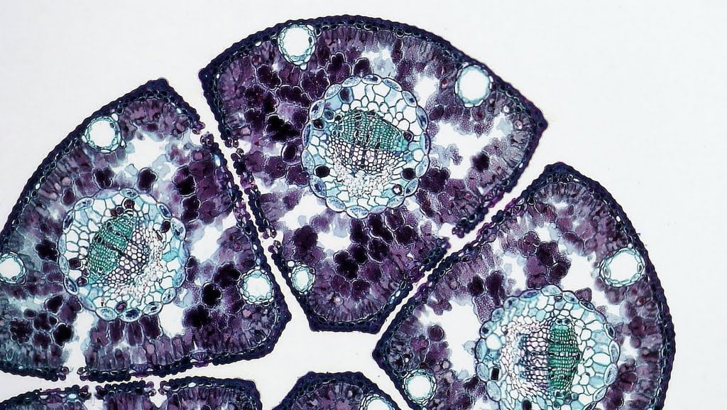 Dettaglio delle cellule staminali  