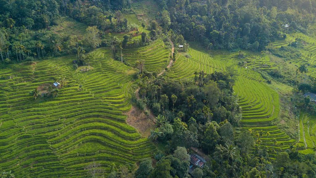 Santani Wellness Resort rice paddies