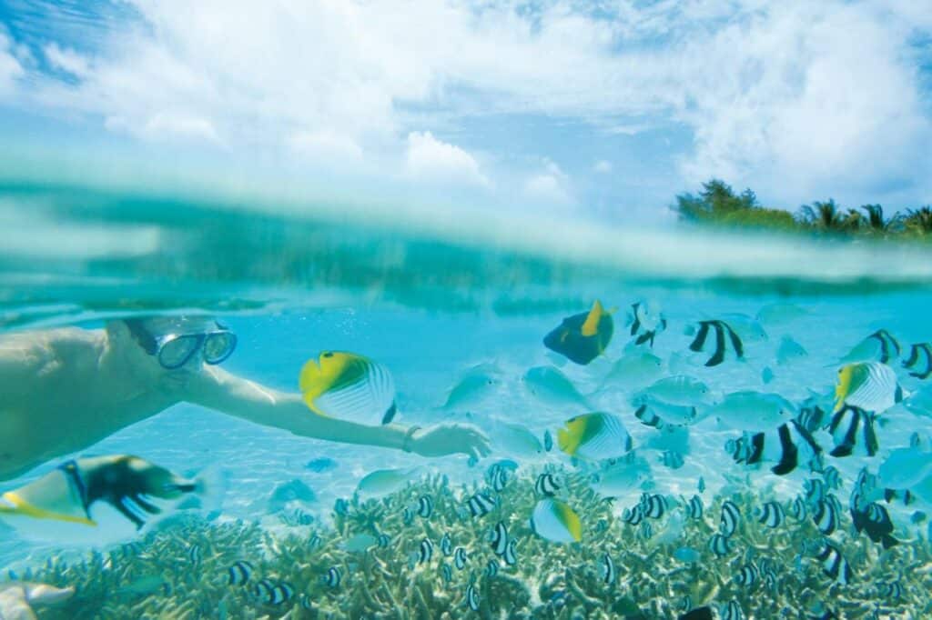 Snorkeling LUX* Atollo di Ari Sud