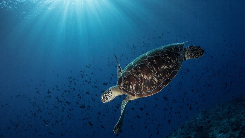 Tortue marine